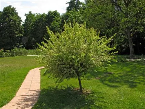 harlequin willow transplanting