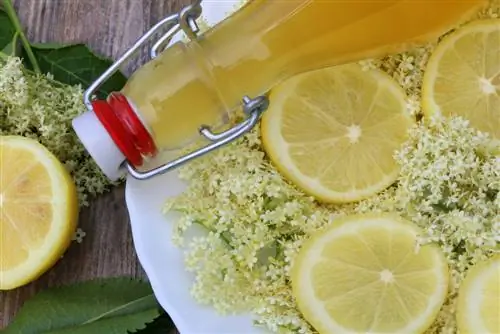 Didihkan sirap elderflower