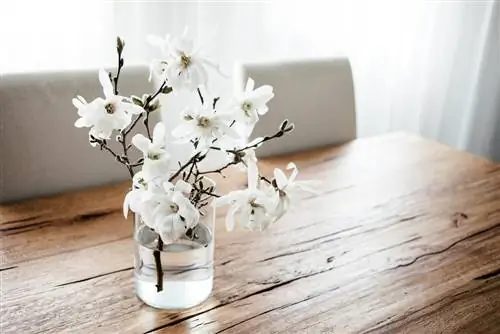 Magnolia dans un vase : voici comment mettre en œuvre la tendance déco