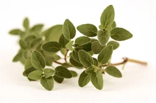 Oregano oogsten