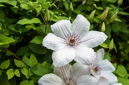 Clematis yog wilting