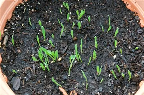 kattengras planten