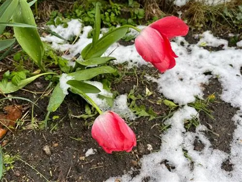 Tulpe in die winter: risiko van bevriesing en hoe om dit te verminder