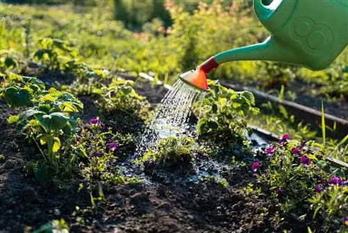 Blomster som vannes med en vannkanne