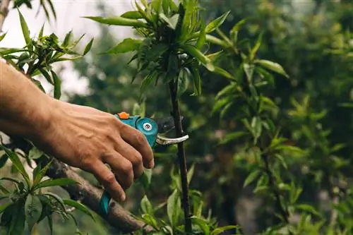 Peach tree being pruned after harvest