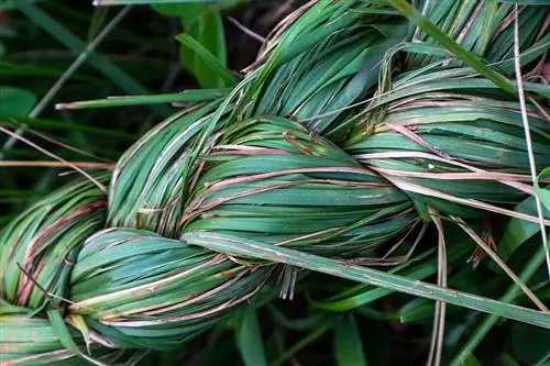 Rumput pampas dikepang menjadi kepang