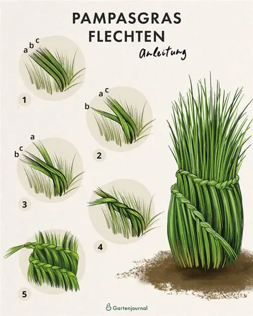 Instrucciones sobre cómo trenzar pasto de la pampa a modo de ilustración.