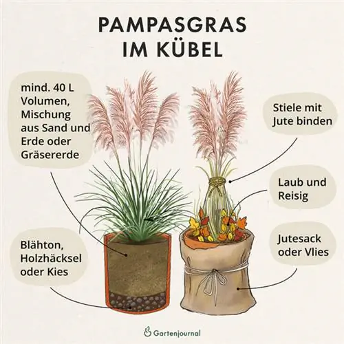 Plant pampasgras in 'n pot en oorwinter as 'n illustrasie