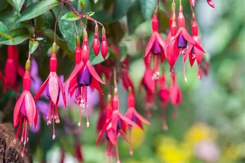 Fuchsias și plante prietenoase cu albinele