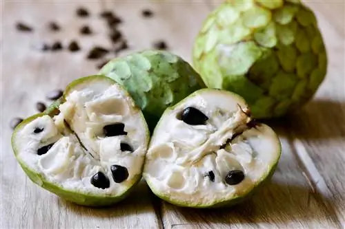 cherimoya- বিষাক্ত