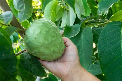 sezonul cherimoya