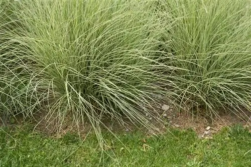 Miscanthus: pilih tanah yang tepat