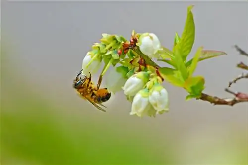 Qaragilə yüksək dekorativ dəyəri ilə çiçək açır