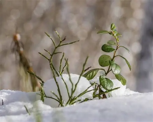 blueberries-flowers-fall-off