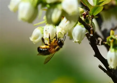 Hoe worden bosbessen bevrucht?