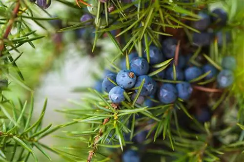 Perbedaan antara buah juniper dan blueberry