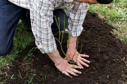 Crea un'aiuola per i mirtilli in giardino