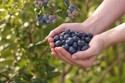 " Bluecorp" eller "Poppins" - vilket blåbär för trädgården?