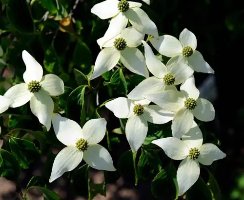 በ Cornus kousa ላይ የተጠቀለሉ ቅጠሎች፡ መንስኤዎች እና እርምጃዎች