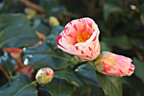 Les camèlies delecten amb la seva esplendor de color