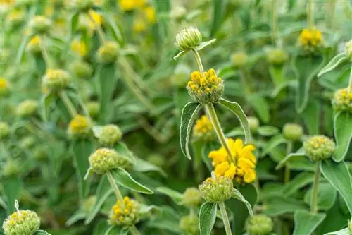 lumache fireweed