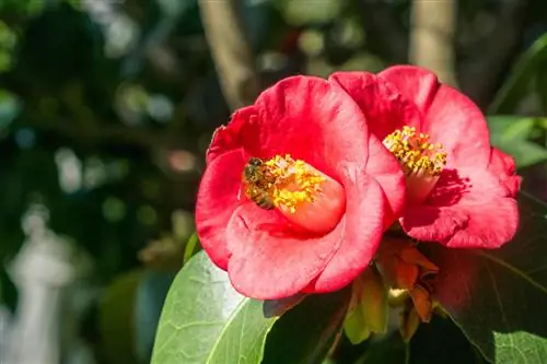 Camellias kama mimea ya bustani inayofaa nyuki