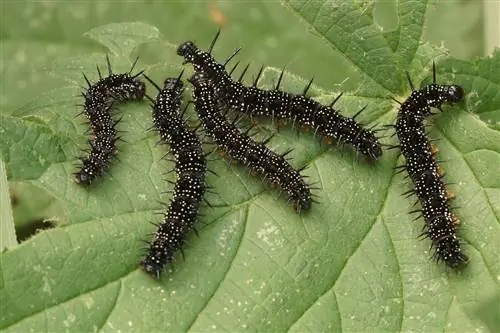 Mengenali ulat hitam pada jelatang