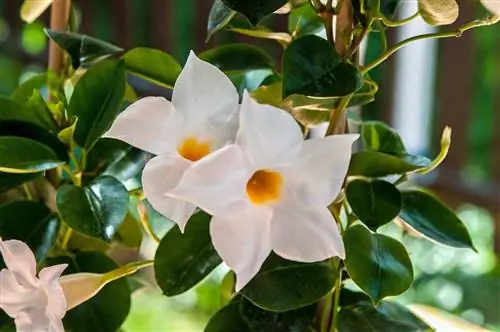 Dipladenia - the tropical beauty and its meaning