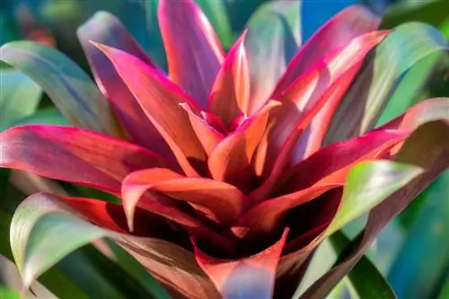 bromelija izgubi barvo