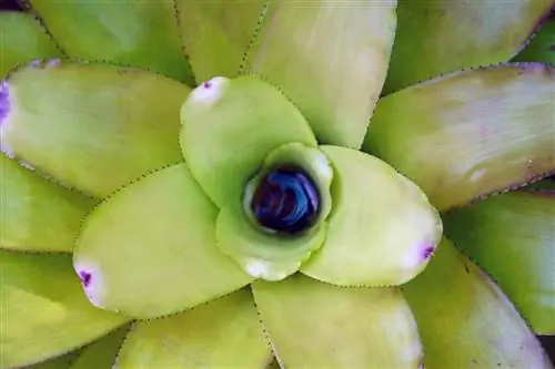 Quitar las hojas marrones de bromelia correctamente