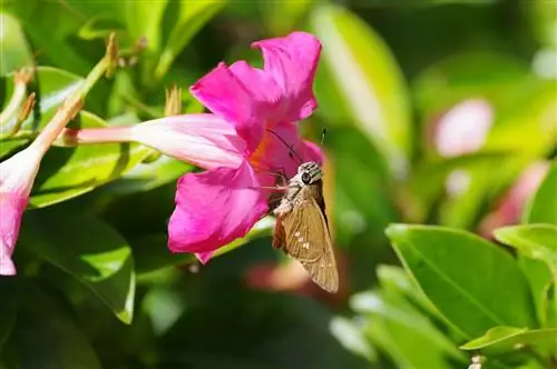 dipledenia-miqësore për bletët