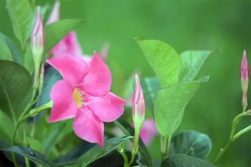 dipladenia-สูญเสียตา