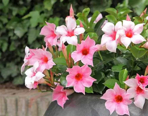 dipladenia-flors-esvaint-se