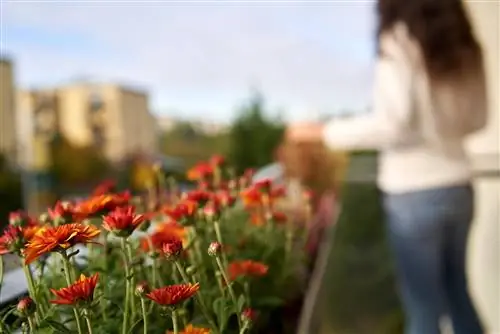 chrysanthemums-dhidi-mbu