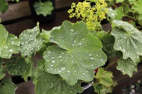 Lady's Mantle ruukkukasvina