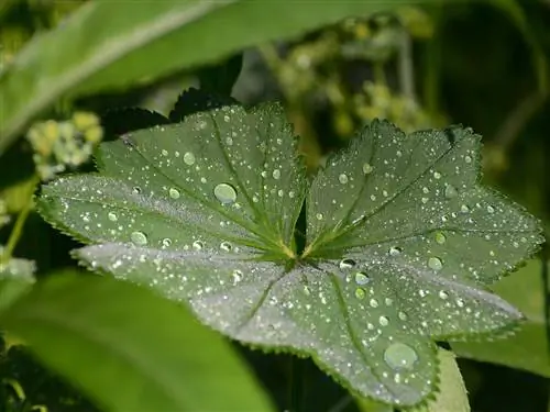 lady's mantle leaves