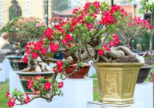 bonsai z frangipani