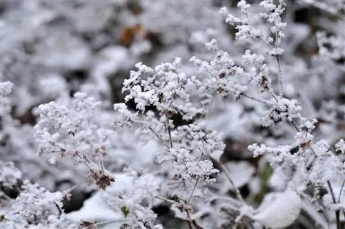 vrouwenmantel overwintert