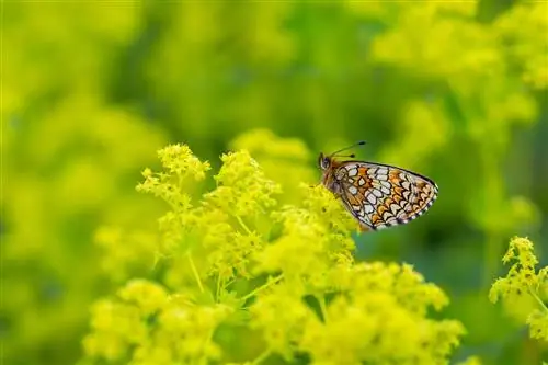 L'alchémille est tellement respectueuse des abeilles