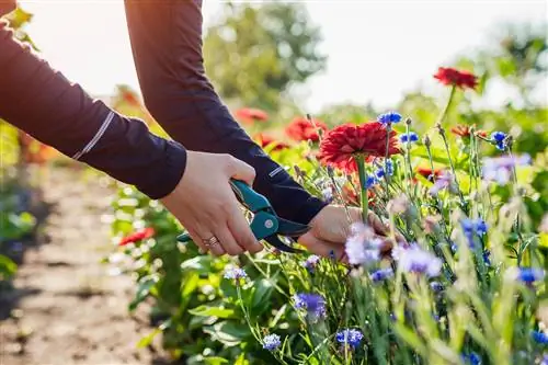 Se cortan flores y plantas perennes para hacer un ramo.