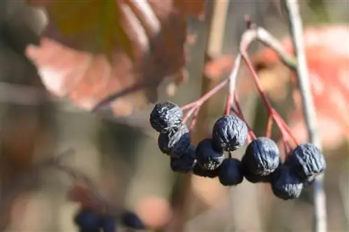 Beri aronia kering/chokeberry di atas semak