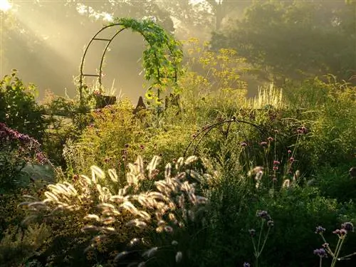 Grasse en meerjarige plante in die laat somer