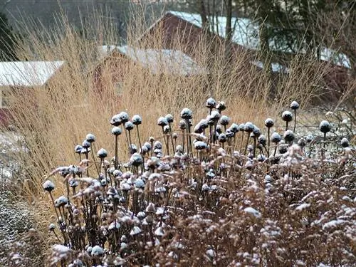 sodininkystė-rugpjūtis