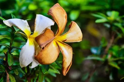 Frangipani: Бузулган өсүмдүктөрдү сактап калуу боюнча кеңештер