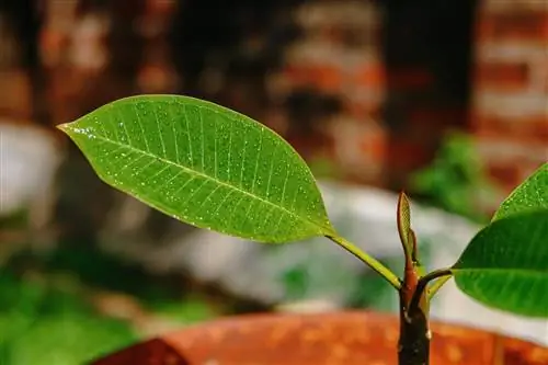 frangipani sončne opekline