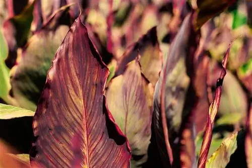 daun ganyong berwarna coklat