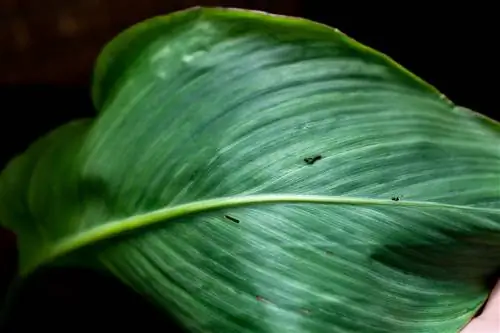 feuilles de canna mangées