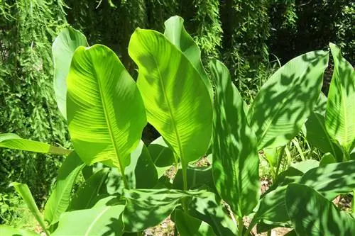 Canna no florece, ¿qué ayuda?