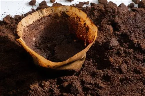 Fertilize canna with coffee grounds