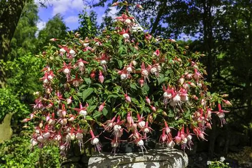 fuchsia blader hengende